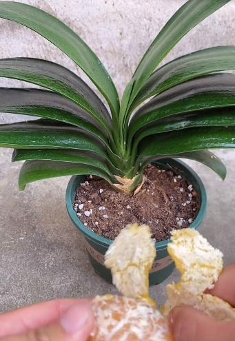 橘子皮对君子兰有什么好处？可以使它的叶片肥厚绿油油