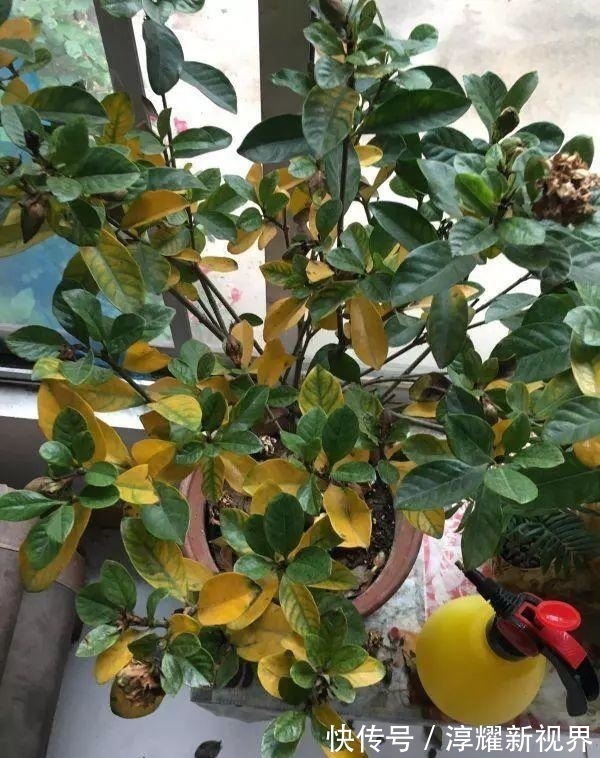 刚买的栀子花,养护“别大意”,一盆水浇下去,花苞全落地!