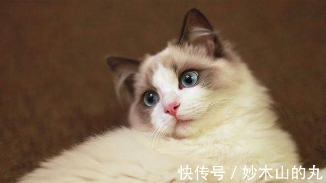 玛利亚|海贼王动画第986集——放克与庞克的碰撞