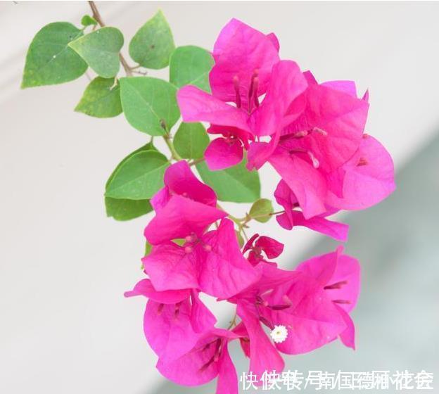 红樱|喜欢养三角梅,不要错过此6个品种,开花真的太勤了