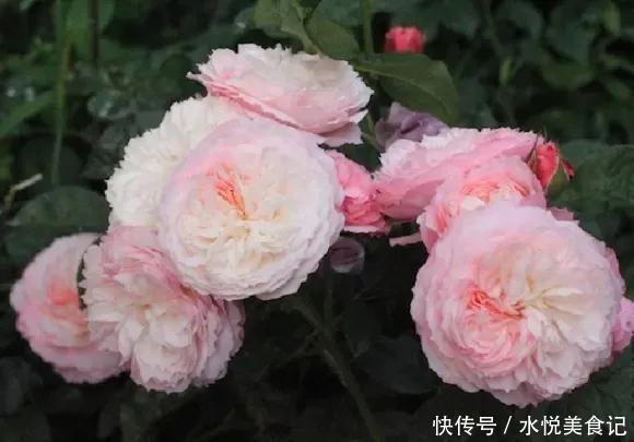 22种最漂亮的月季,一次能开300天,满屋飘香开花多