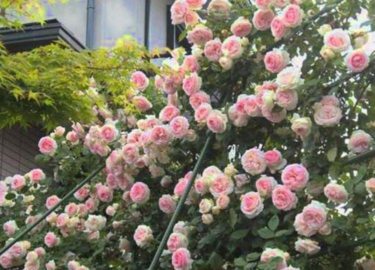 4种花,好养又漂亮,365天开花不断,美极了