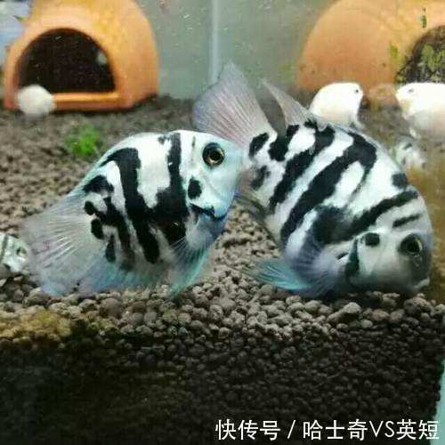 水族|对新人极其友好,十大养不死的观赏鱼