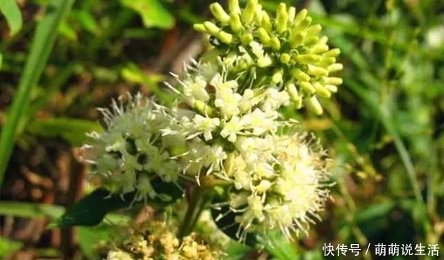 叶子|农村这植物叫“牛白藤”,有好用,遇见记得采摘一些