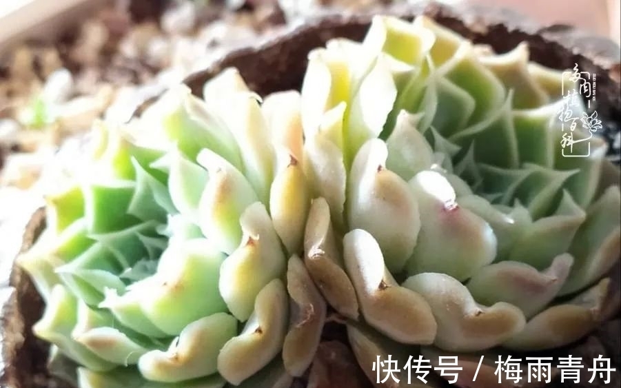 爱上多肉:何须浅碧轻红,自是花中一流!