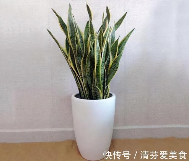 种花|建议每位养花人：无论住在哪里，卧室都要养4种花，养人养心