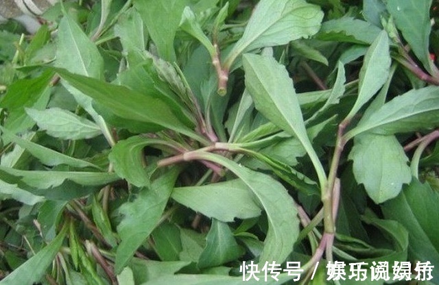 寒食菜|三伏天别一感冒咳嗽就吃药,农村这种野菜对治疗感冒咳嗽有奇效