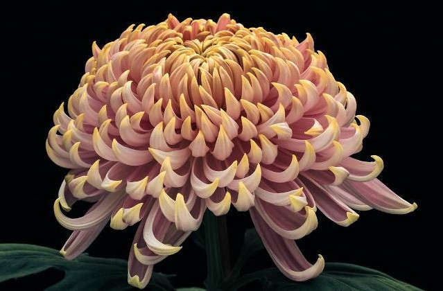 喜欢菊花,不如养盆“菊中珍品”,似白鹅逐波,优雅百媚