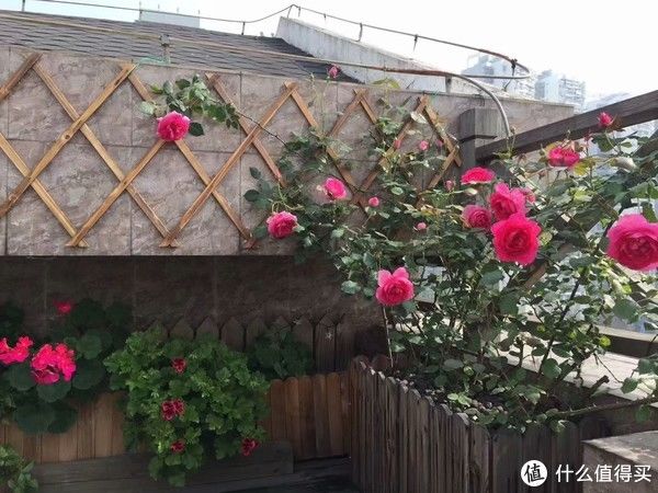 露台花园成型记（篇二）