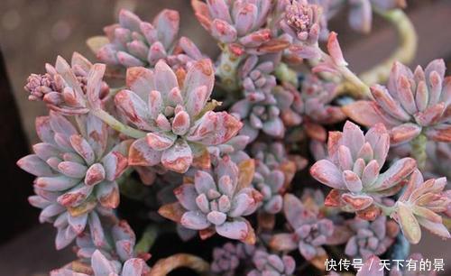 叶片|20款高贵梦幻紫色多肉,养一盆“紫气东来”,总有一款是你喜欢的