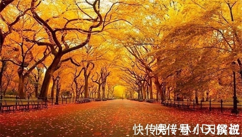 秋景!寒露,在诗词中感受凉凉的秋意,赏析范仲淹的千古名篇《苏幕遮》