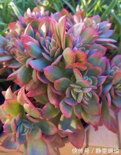 多肉|买一盆几百块甚至上千块的多肉老桩是一种怎样的体验?