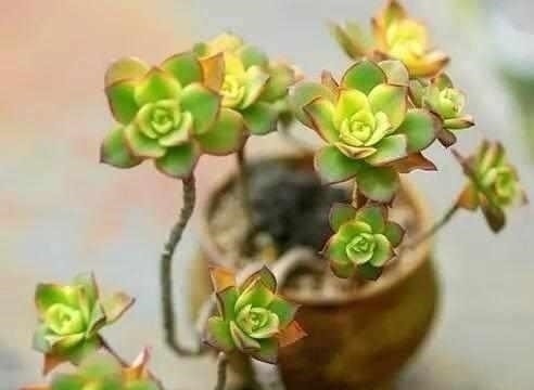 这6种多肉，不浇水都能爆盆，你能养死我不服！