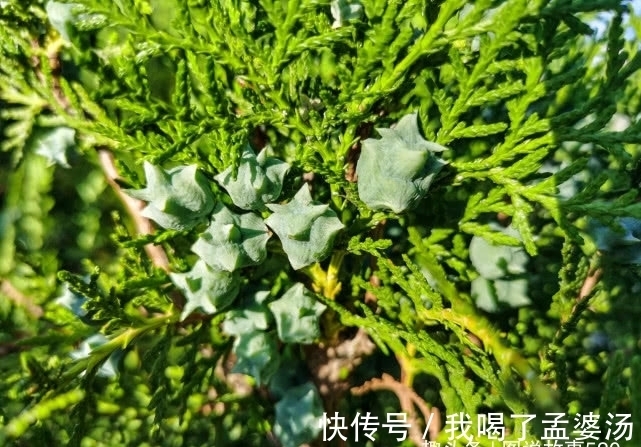 旅行识花,它开花像花又似果,墓地陵园最多却少有人见过它