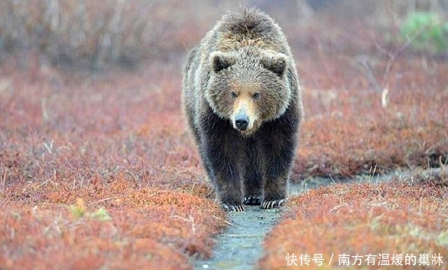 俄罗斯封锁74年的禁区，解封后美女与野兽太惊艳，成了男人的天堂