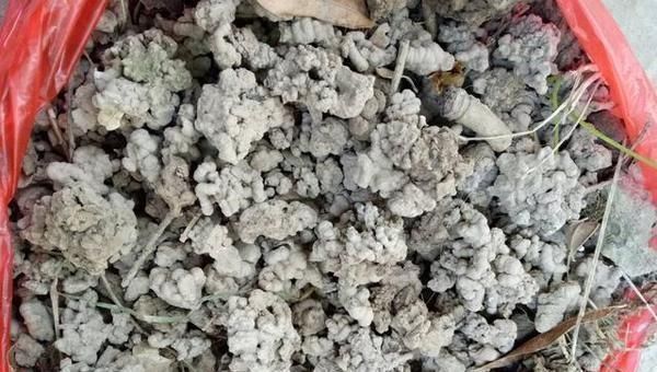 花盆|花盆里埋点它,土壤疏松透气,不黄叶不烂根,养啥花都旺