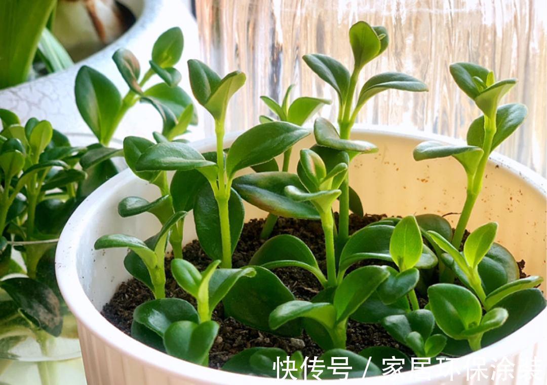 7种花养老桩不好,多扦插、养嫩苗,才能年年开花