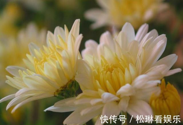 不会养菊花,教你个“小窍门”,秋季就能开爆盆,又大又艳太美了