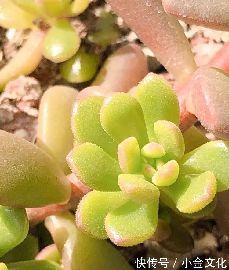 红稚莲|以阳光为滤镜,蓝天为背景,期待拥抱春天,拥抱自然!