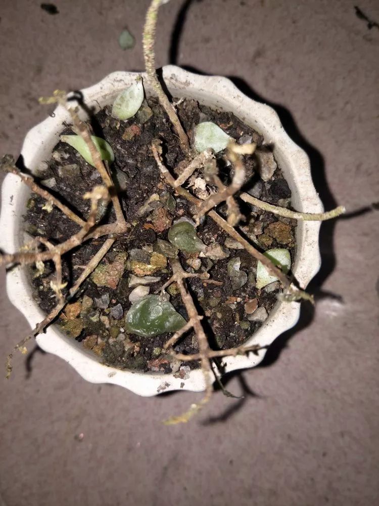 养多肉一年来的点点滴滴,一直在路上,一直惊喜不断!