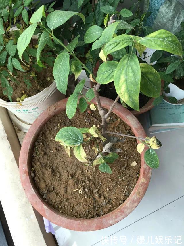 花卉|养花盆土“硬邦邦”?自制一碗水,土壤松软似面包,肥力足