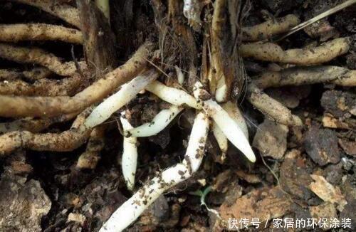 根系|养君子兰，2种水换着浇，根壮实、叶肥厚，入冬花开爆盆