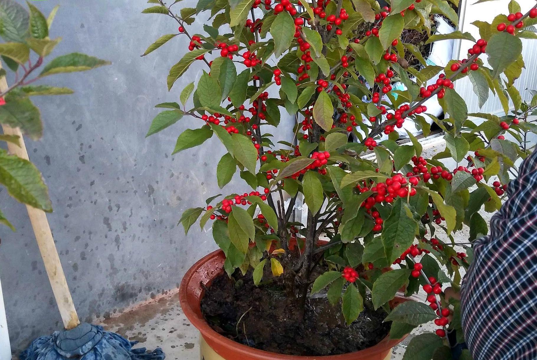 3种“天价树”太贵,教你折1根枝就养活,“傻瓜”才花钱买呢!