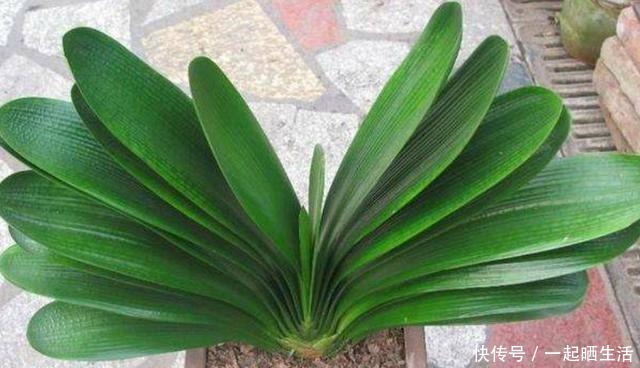 夏天用这几个方法养君子兰，叶绿根壮好度夏，再也不说它难养！