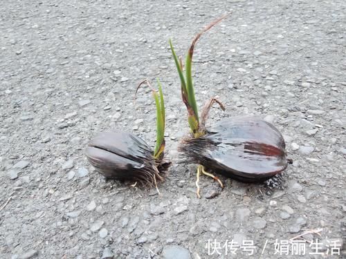 又一外来物种,国内被吃成保护植物,想吃只能出国去吃了!