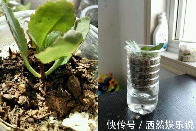 小花|秋季养蟹爪兰有技巧,摆放位置记住“口诀”,见到阳光就呼呼冒叶
