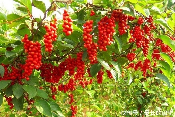 远离|晚上易失眠多梦?用此物泡水,睡前来一杯,告别失眠,远离黑眼圈