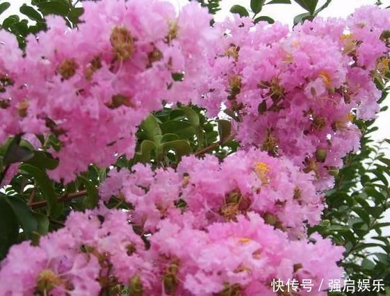 薄荷|3种“室内花”好看又好养,一月不管也能赏花,还去异味、吸烟尘