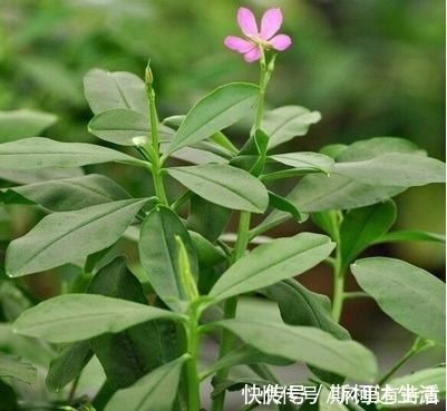農民|農村一種常見野草，被農民割來喂豬，殊不知是種珍貴“土人參”