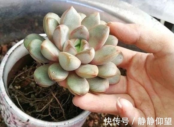 家庭养多肉,做到这些才能够出状态、不伤根,盆盆长得漂亮