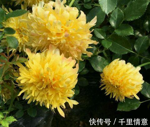 烟花|勤花耐高温的烟花波浪月季,花朵像菊花,越晒越红