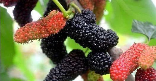 秋天|女性保持年轻,秋天吃以下食物,美容护肤,排毒抗衰,使肌肤水嫩