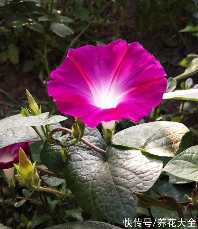 图鉴|100种常见花图鉴，图文并茂非常详细，收藏起来慢慢看