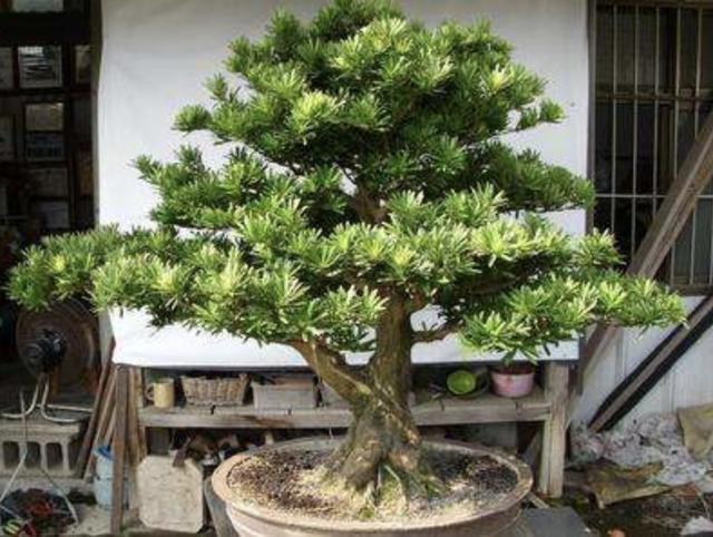 “值钱”的2种树,想养不用买,“枝条”剪下来种植,5个月变盆景