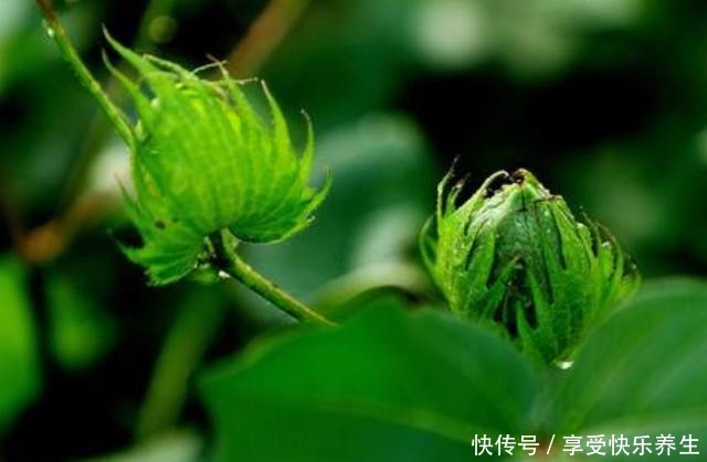 古人|老一辈说“大暑连天阴,遍地出黄金”,古人这句俗语有科学道理吗