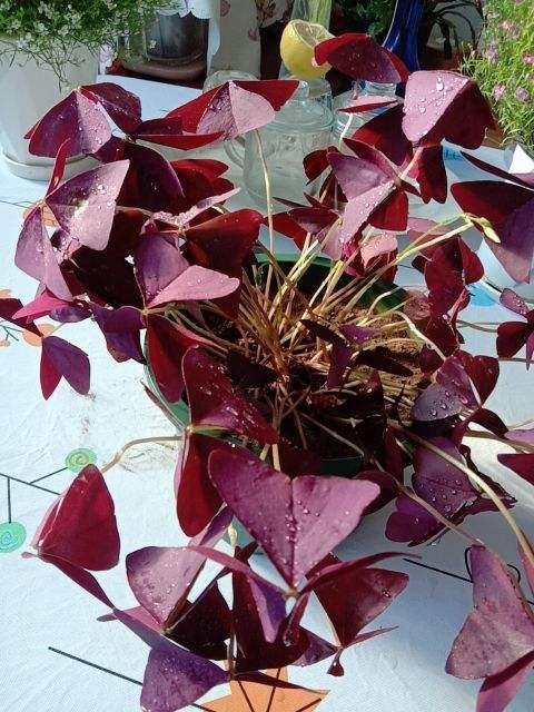 叶子花颜值也很高,叶子花纹像油画,耐阴好养