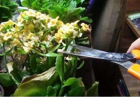 家有长寿花,还没“修剪”小心晚了时间,秋天不开花!