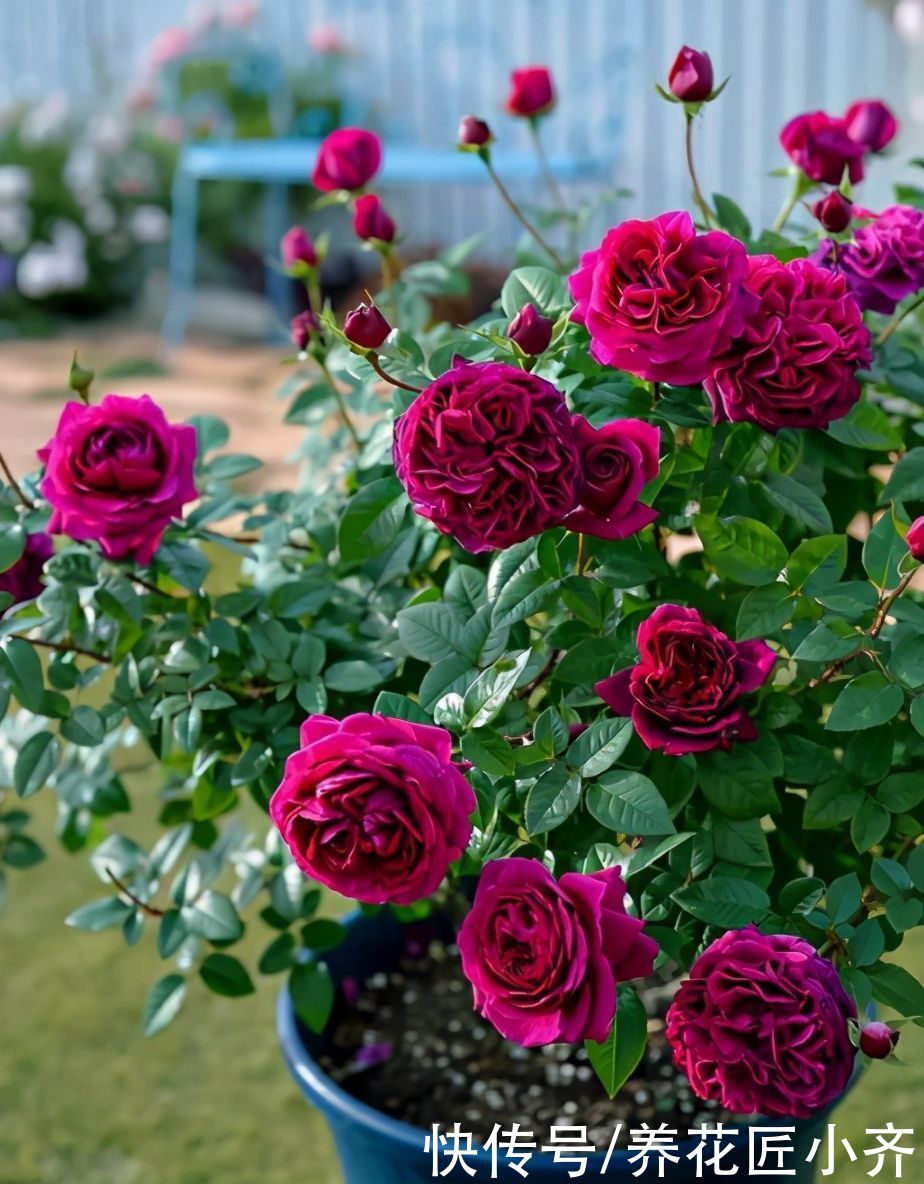 土壤|夏天的盆栽容易打蔫,发现不要着急浇水,否则会严重伤根