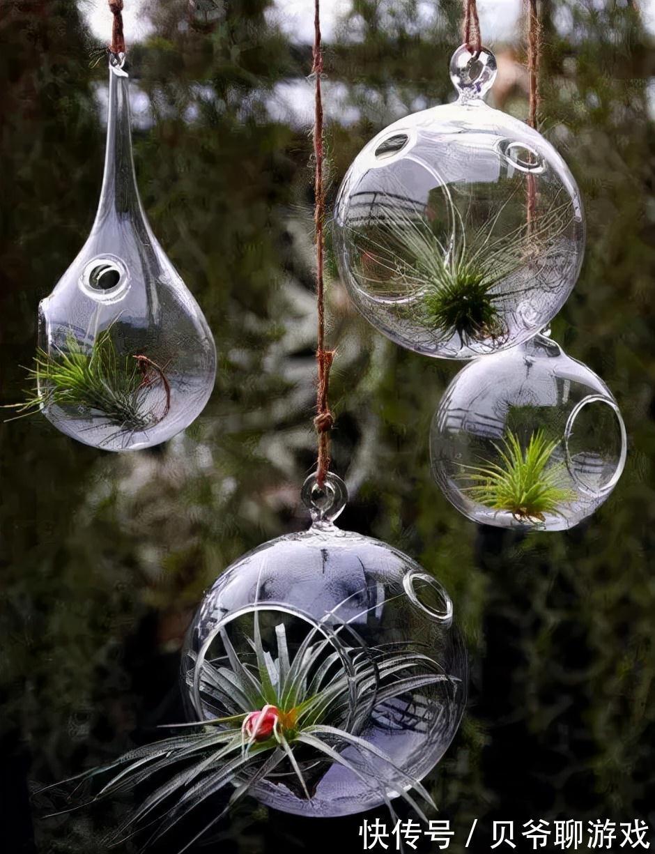 常春藤|9种流行“网红花”,挂起来更漂亮,串串花墙,垂下2米长