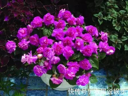 花友们|以下4种花,浇水越多死的越快,花友们要管住手了。
