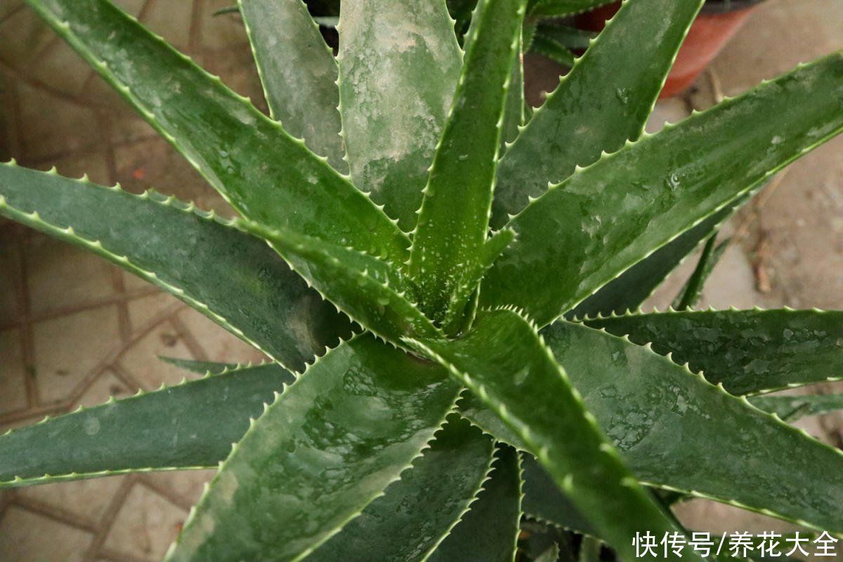 折腾不死的五种花,两个月不浇水,照样水灵灵