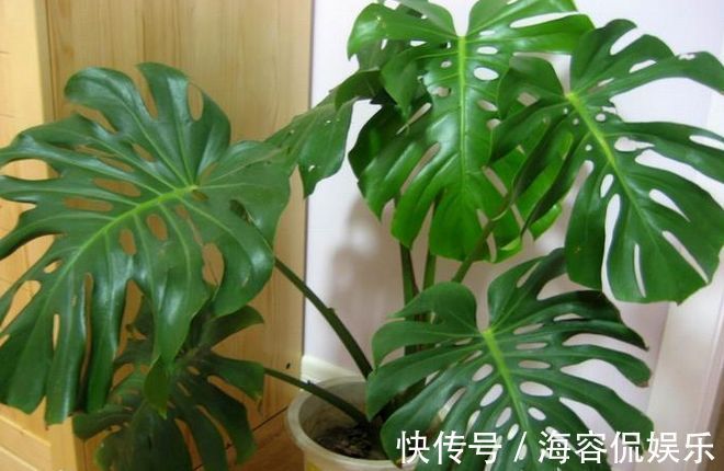 龟背竹|电视旁边放啥花卉好此“3种”植物都爱养，一年四季绿油油