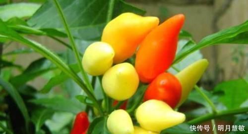 女性想要身體好，三種食物要多吃，活血祛瘀，潤腸通便，試試看