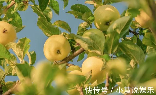 心脑血管|苹果一天吃一个，轻松赶走血栓，不同苹果还有不同功效