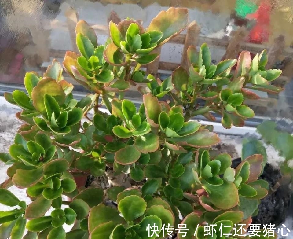 秋天养长寿花，二多做一少做，年底不但有花看，还能爆盆！