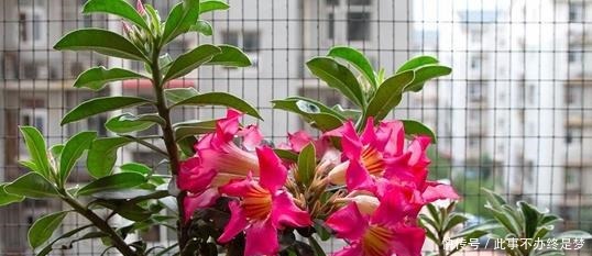 懒人|最适合懒人养护的这些花，不用费心养护，就可花开繁盛！